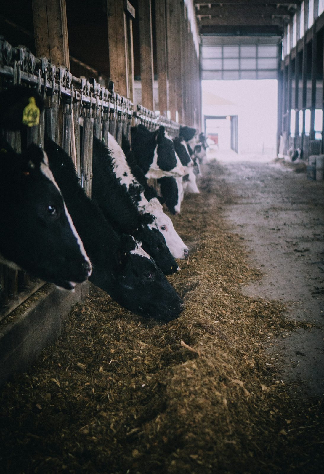 SpaceAI: Dairy Digitisation & Cooperative Enablement